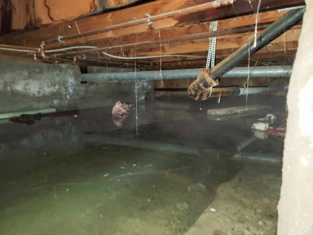 Best Mold removal after water damage  in Villisca, IA